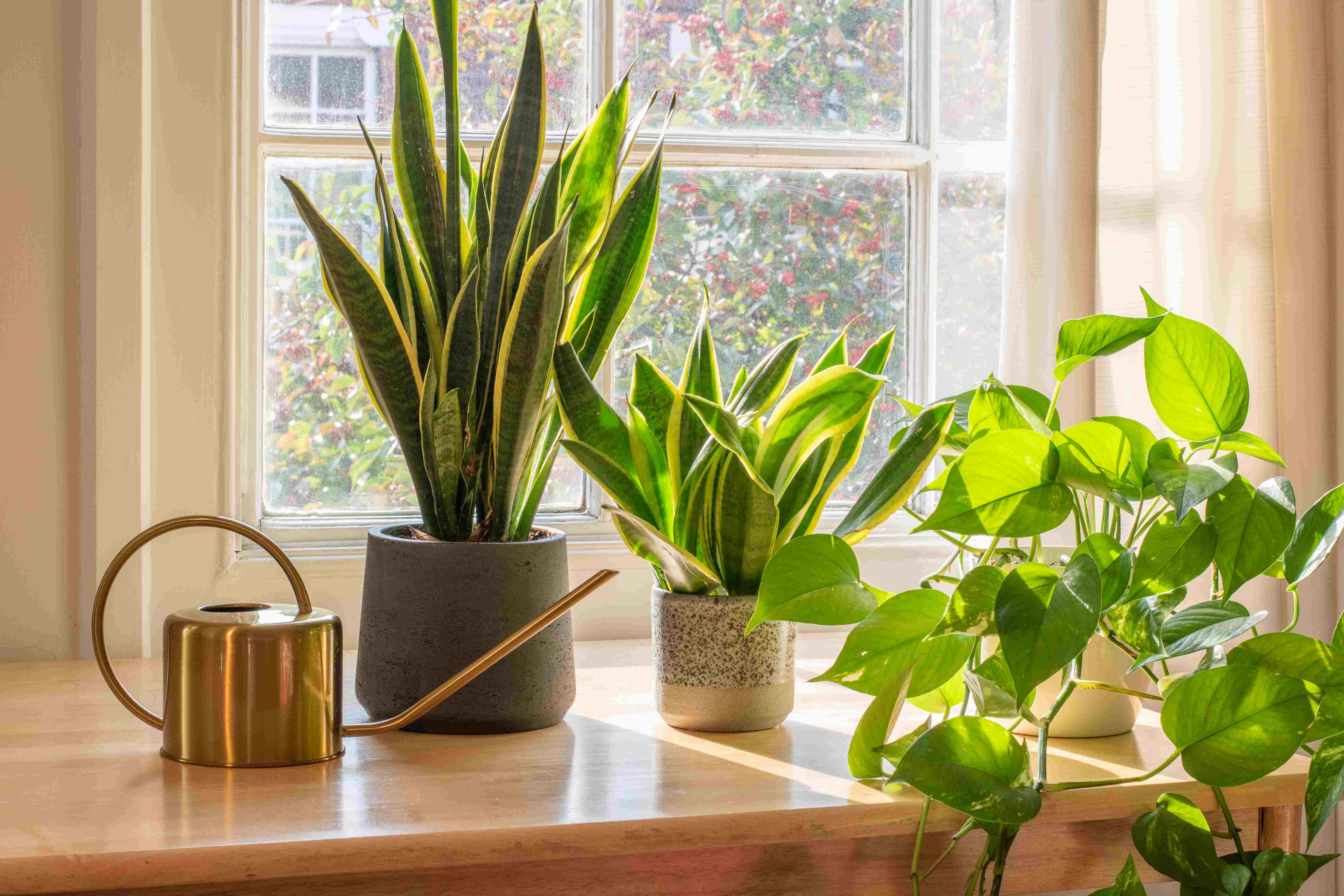  plantes dinterieurs depolluantes
